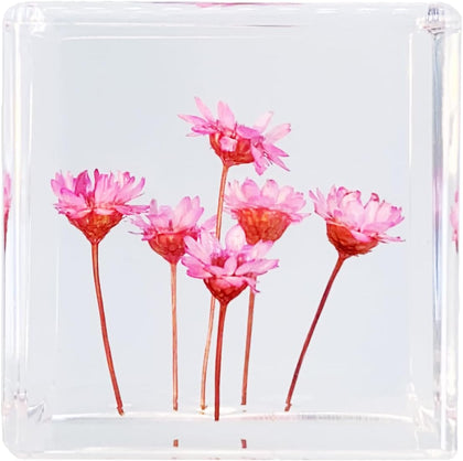 Bon Cube Real Flower Desk Accessory Mini Resin Cube – Flower in Resin with Decorative 3D Preserved Pink Starflowers, Desk Decor for Women, Small 1.58'' (2.9 oz), Lightweight Paperweight Option